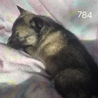 Sammie on sale, a female Siberian Husky for sale in Joplin, MO – Photo 8 of 8