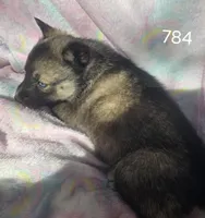 Sammie, a female Siberian Husky for sale in Joplin, MO – Photo 8 of 8