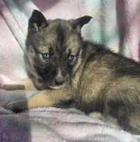 Sammie, a female Siberian Husky for sale in Joplin, MO – Photo 3 of 8