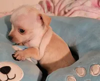 Rocky, a male Chihuahua for sale in Joplin, MO – 7 of 7