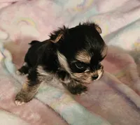 Magic, a female Morkie for sale in Joplin, MO – 4 of 8