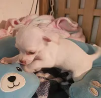 Jake, a male Chihuahua for sale in Joplin, MO – 2 of 6