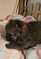 Twinkles, a female Pomeranian for sale in Joplin, MO – 6 of 7