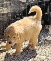 Callie, a female Great Pyrenees and Poodle - Standard  for sale in Joplin, MO – 5 of 6