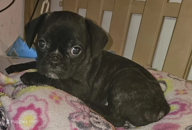 Sadie – French Bulldog, Pug puppy for sale in Joplin, MO