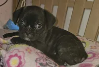 Sadie, a female French Bulldog and Pug for sale in Joplin, MO – 1 of 4