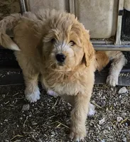 Callie, a female Great Pyrenees and Poodle - Standard  for sale in Joplin, MO – 2 of 6