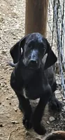 Fiona, a female Great Dane and Poodle - Standard  for sale in Joplin, MO – 3 of 5