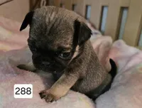 Piper, a female Pug for sale in Joplin, MO – Photo 5 of 7