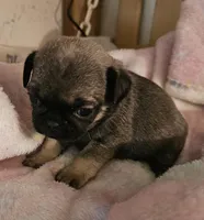 Piper, a female Pug for sale in Joplin, MO – Photo 3 of 7