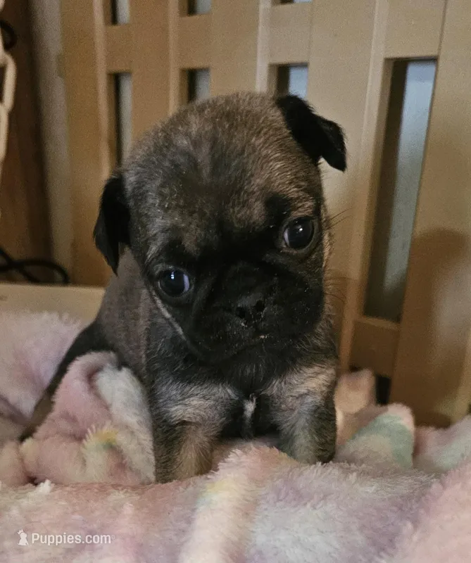 Piper – Pug puppy for sale in Joplin, MO