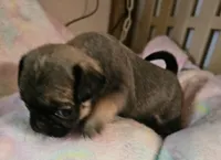 Piper, a female Pug for sale in Joplin, MO – Photo 7 of 7