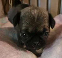 Piper, a female Pug for sale in Joplin, MO – Photo 2 of 7