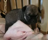 Piper, a female Pug for sale in Joplin, MO – Photo 4 of 7