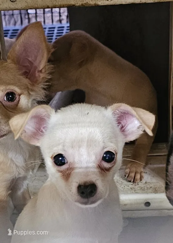 Cupcake – Chihuahua puppy for sale in Joplin, MO