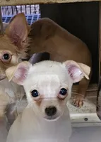 Cupcake, a female Chihuahua for sale in Joplin, MO – 1 of 7