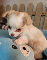 Sparky , a male Chihuahua for sale in Joplin, MO – 6 of 7