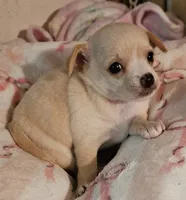 Cupcake, a female Chihuahua for sale in Joplin, MO – 3 of 7