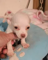 Jake, a male Chihuahua for sale in Joplin, MO – 3 of 6