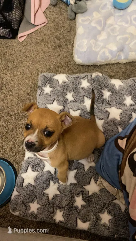 Dior  – American Pit Bull Terrier, Chihuahua puppy for sale in Biloxi, MS