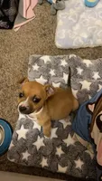 Dior , a female American Pit Bull Terrier and Chihuahua for sale in Biloxi, MS – 1 of 2