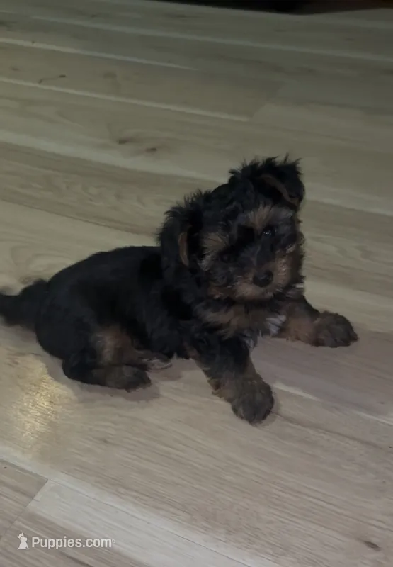 Skye – Yorkipoo puppy for sale in Dinwiddie, VA