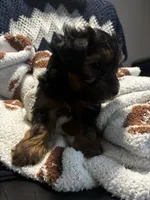 Max, a male Yorkipoo for sale in Dinwiddie, VA – 3 of 3