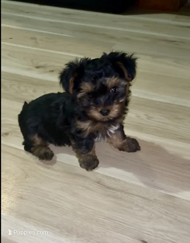 Skye – Yorkipoo puppy for sale in Dinwiddie, VA