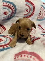 Goldie, a female Yorkipoo for sale in Dinwiddie, VA – Photo 1 of 3