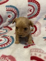 Goldie, a female Yorkipoo for sale in Dinwiddie, VA – Photo 2 of 3