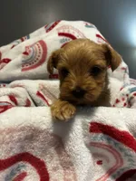 Goldie, a female Yorkipoo for sale in Dinwiddie, VA – Photo 3 of 3