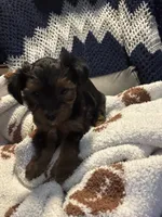 Max, a male Yorkipoo for sale in Dinwiddie, VA – 2 of 3