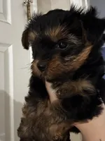 Skye, a female Yorkipoo for sale in Dinwiddie, VA – 2 of 2
