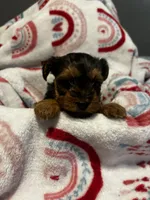 Teddy, a male Yorkipoo for sale in Dinwiddie, VA – Photo 3 of 3