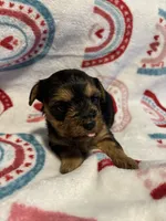 Teddy, a male Yorkipoo for sale in Dinwiddie, VA – Photo 2 of 3