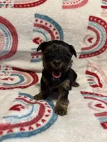 Coco, a female Yorkipoo for sale in Dinwiddie, VA – Photo 2 of 2