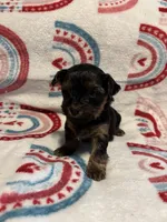 Coco, a female Yorkipoo for sale in Dinwiddie, VA – Photo 1 of 2