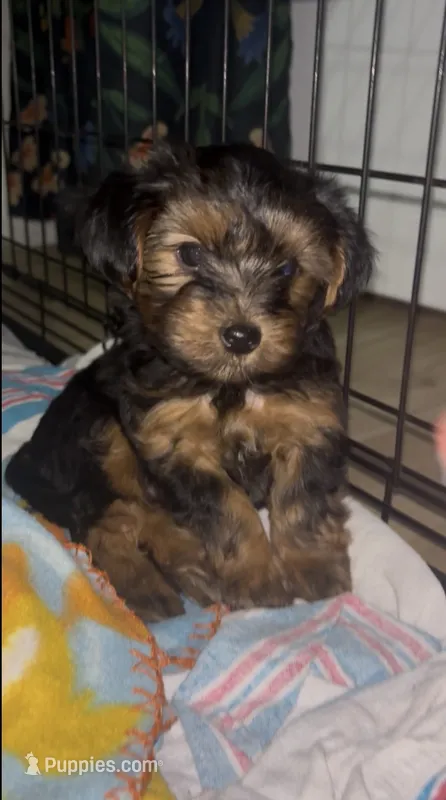 Max – Yorkipoo puppy for sale in Dinwiddie, VA