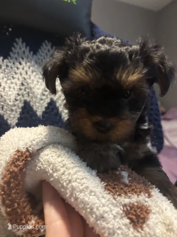 Skye – Yorkipoo puppy for sale in Dinwiddie, VA
