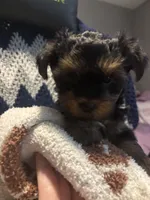 Skye, a female Yorkipoo for sale in Dinwiddie, VA – 1 of 2