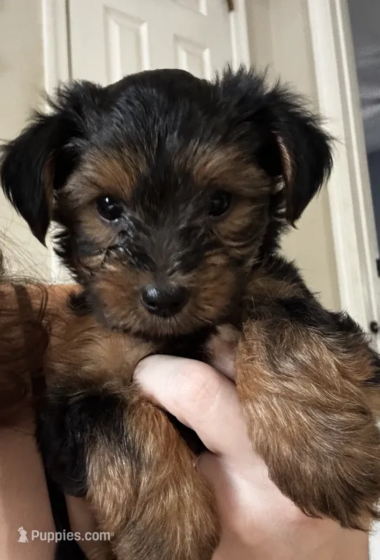 Max – Yorkipoo puppy for sale in Dinwiddie, VA