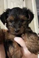 Max, a male Yorkipoo for sale in Dinwiddie, VA – 1 of 3