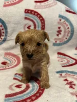 Penny, a female Yorkipoo for sale in Dinwiddie, VA – Photo 1 of 2