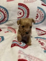 Penny, a female Yorkipoo for sale in Dinwiddie, VA – Photo 2 of 2