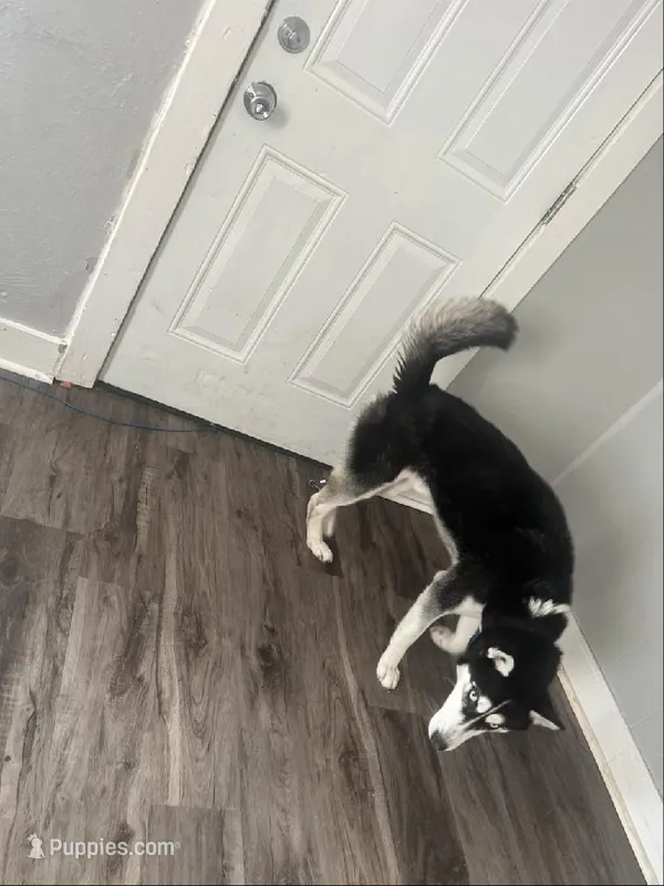 Alpha – Siberian Husky puppy for sale in Mishawaka, IN