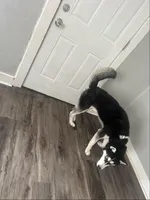 Alpha, a male Siberian Husky for sale in Mishawaka, IN – Photo 1 of 4