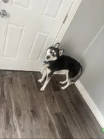 Alpha, a male Siberian Husky for sale in Mishawaka, IN – Photo 2 of 4