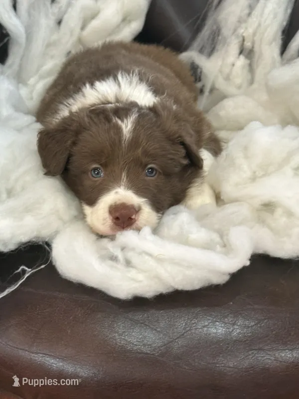 Jacaerys – Border Collie puppy for sale in Newman, CA
