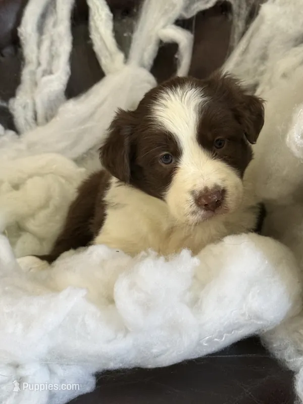 Sansa – Border Collie puppy for sale in Newman, CA