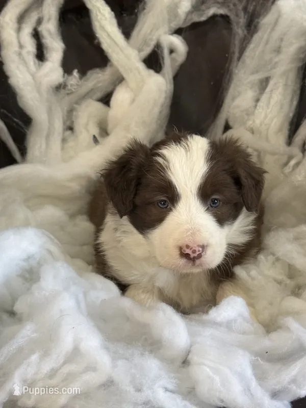 Visenya – Border Collie puppy for sale in Newman, CA